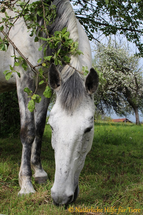 Pferd2 Pferd2